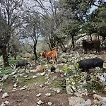 Διαμέρισμα Colori Di Sardegna